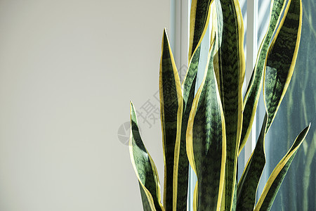 具有复制空间的桑塞维里亚或蛇体植物窗户塑料树叶热带装饰风格阳光空气花瓶水泥图片