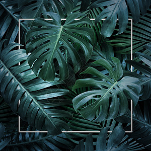 黑色背景上的夏季热带树叶图片