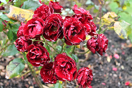 黄色和橙色花朵的顶端景色 在玫瑰花园中背景红玫瑰花束空间叶子花瓣玫瑰花宏观黄玫瑰玫瑰图片
