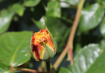 黄色和橙色花朵的顶端景色 在玫瑰花园中玫瑰红玫瑰玫瑰花花束礼物背景花瓣植物花园宏观图片