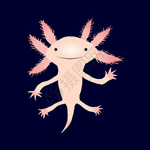 Axolotl 轴体水族馆科学轴突玻璃容器手鱼两栖动物宠物蝾螈图片