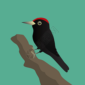 黑木鸟类环境黑色火鸡荒野动物插图啄木鸟野生动物翅膀图片