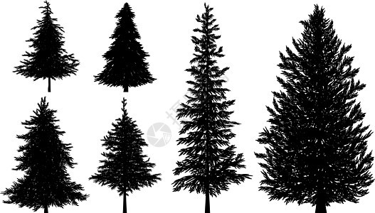 冷杉或松树在白色背景矢量错觉上的剪影背景图片