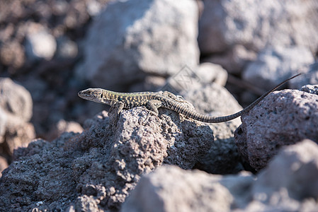 维苏维奥国家公园火山岩上的蜥蜴图片