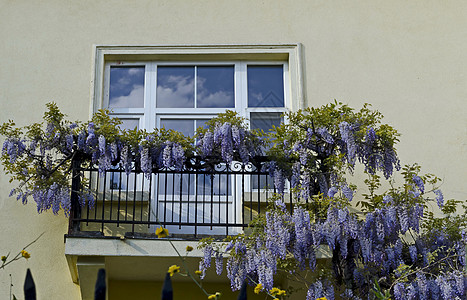 花朵全满的紫紫怀西莎 鲜花和叶子放在阳台的栏杆上文化树叶枝条薰衣草蓝色花瓣周年植物阳光生长图片