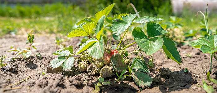 在有机农场种植没有化学成分的草莓和草莓水果收成花园营养农业生长场地太阳技术栽培图片