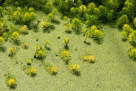 桉树和鹦鹉的羽毛  池塘里的绿叶淡水植物溪流环境沼泽生长水生植物尾藻杂草大都会图片