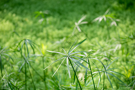 桉树和鹦鹉的羽毛  池塘里的绿叶水母环境植物学生长沼泽湿地淡水尾藻叶子溪流图片