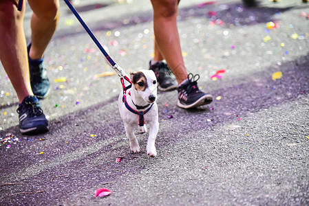 和车主一起在路上跑狗运动 上午运动成人跑步女性公园训练猎犬自由闲暇女孩女士图片