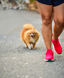 和车主一起在路上跑狗运动 上午运动猎犬乐趣朋友们训练女士闲暇自由朋友橙子女性图片