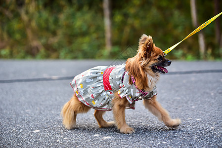 和车主一起在路上跑狗运动 上午运动橙子成人朋友们训练乐趣猎犬跑步小狗朋友女士图片