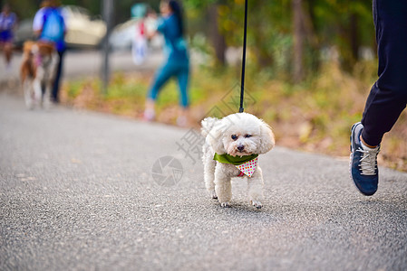 和车主一起在路上跑狗运动 上午运动女士猎犬宠物跑步小狗动物闲暇女性朋友公园图片