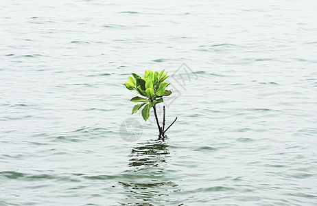 在水上种植红树背景图片