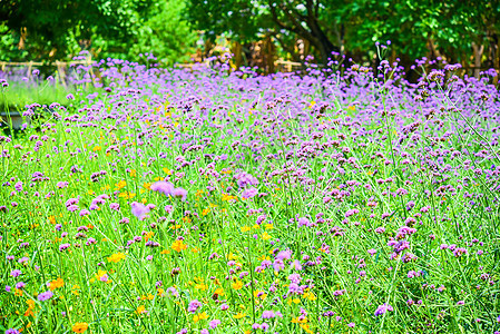 Verbena 亲友在公园的紫色叶子植物群生长植物学宏观花瓣紫丁香花园植物场地图片