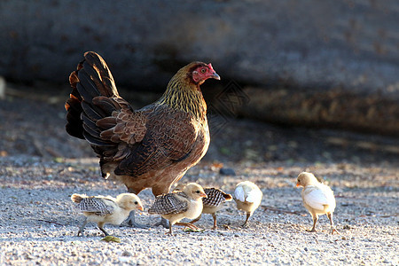 母鸡和羊群 母鸡小鸡群站在地上 小鸡群 鸡家庭图片