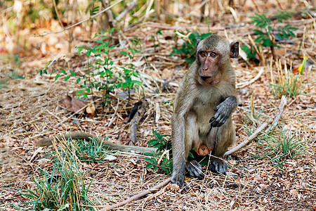猴子坐在野外图片