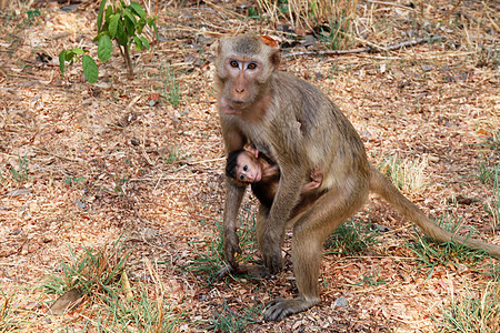 猴子 妈妈抱着小猴子 还有喂养野外的猴子寺庙丛林森林热带猕猴旅行文化松鼠动物哺乳动物图片