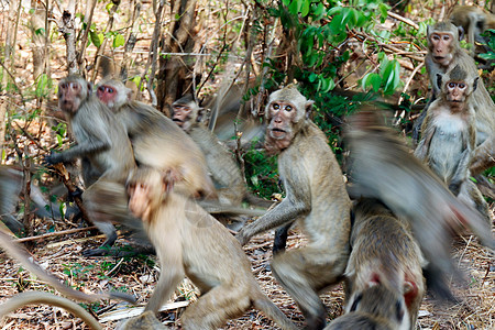 许多猴子惊慌失措 在森林中跳跃和移动的图片