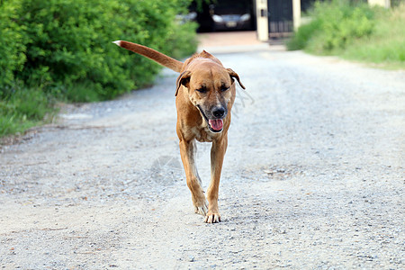 狗 棕色狗好心情 在前面走着微笑的狗后院女性情绪动物犬类工作室小狗宠物幸福哺乳动物图片