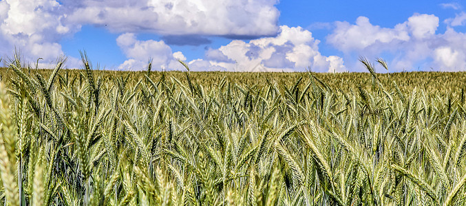 草地上的农业作物和小麦田的美丽全景粮食蓝色阳光植物天空农田土地收成食物场地图片