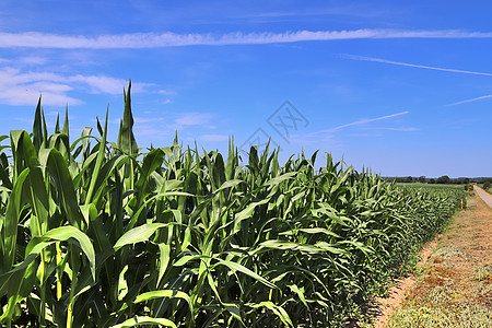 农业作物和小麦田的夏季观景 准备供人耕种农村蓝色生长植物稻草收获谷物草地国家玉米图片