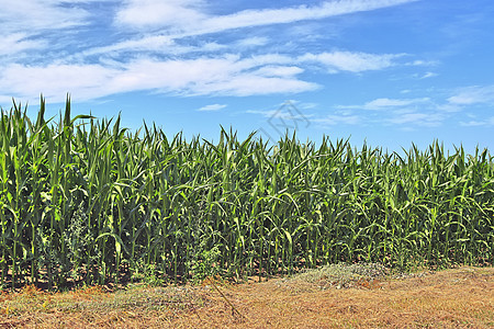 农业作物和小麦田的夏季观景 准备供人耕种植物国家蓝色粮食草地环境天空食物稻草场地图片