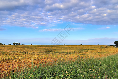 农业作物和小麦田的夏季观景 准备供人耕种收成环境稻草食物国家场地农村感恩收获植物图片