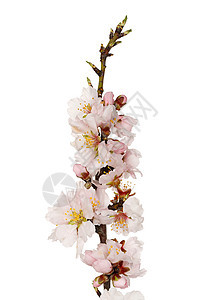 杏树农业季节性梦幻花朵季节植物杏仁植物群乡村粉色图片