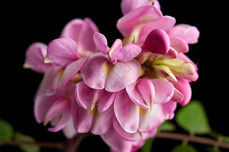 带有粉色氟化物的花枝宏观美丽衬套生长荒野叶子黑色植物群季节植物学图片