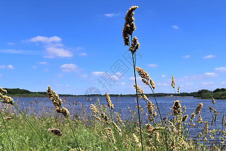 湖边美丽的风景和反射水面的湖面全景涟漪树木森林植物草地海岸风光天空阳光图片