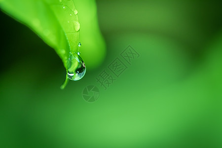 叶子特写叶子在模糊的绿色植物 b 上特写绿叶的自然观花园阳光树叶公园背景绿色季节植物墙纸生态背景