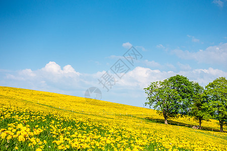 美丽的黄花朵草地环境土地季节花朵天空国家植物地平线蓝色农村图片