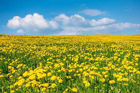 美丽的黄花朵草地晴天蓝色土地天空季节农村环境国家花朵地平线图片