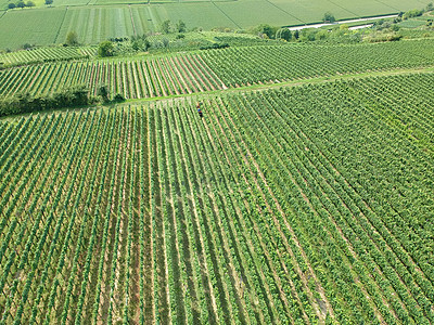 德国布雷斯高的一个葡萄园的空中观察植物农业绿色风景图片