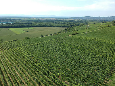 德国布雷斯高的一个葡萄园的空中观察植物风景绿色农业图片