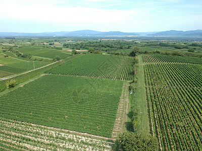 德国布雷斯高的一个葡萄园的空中观察风景植物绿色农业图片