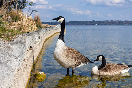 德国湖的加拿大鹅移民棕色荒野动物黑色黑雁图片
