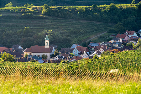 德国布赖斯高的风景景观树木地区乡村绿色葡萄园村庄房屋丘陵植物草地图片