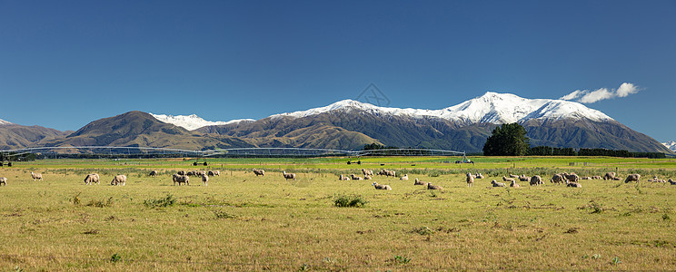新西兰南部泰勒山和赫特山的景象场地植物群全景植物赫特人蓝色动物房屋旅行天空图片