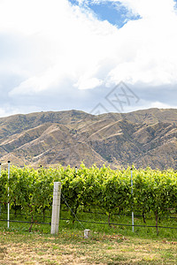 新西兰南岛的农 业部门葡萄园绿色藤蔓植物爬坡全景风景天线晴天旅行图片