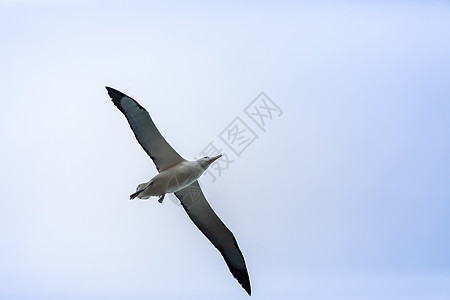 天空中的信天翁鸟身体动物翅膀飞行图片