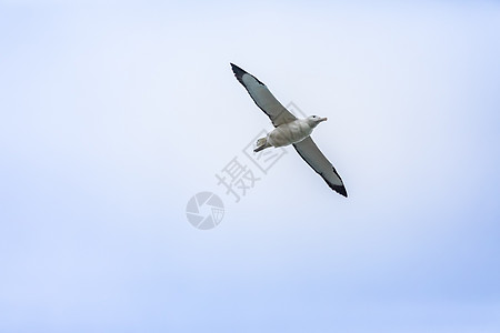天空中的信天翁鸟飞行动物翅膀身体图片