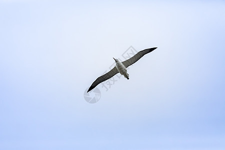 天空中的信天翁鸟翅膀动物身体飞行图片