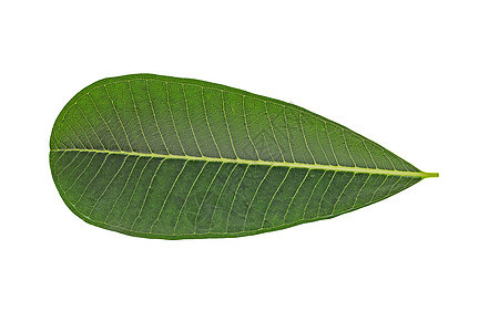 白色的绿叶宏观绿色环境生长植物学生活树叶植物静脉生态图片