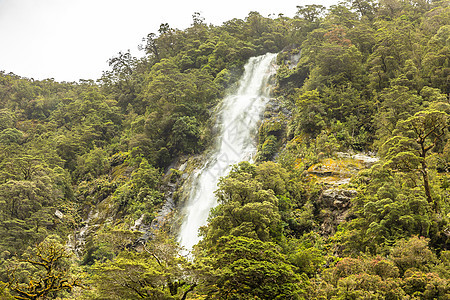 新西兰菲奥德兰国家公园森林绿色公园丘陵山地人瀑布植物风景植物群树木图片