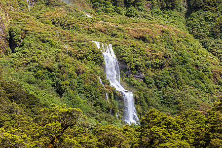 新西兰菲奥德兰国家公园绿色植物丘陵公园树木山地人森林风景植物群国家图片