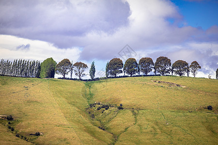 新西兰南部的树木数行植物乡村天空国家旅游植物群森林蓝色公园绿色图片