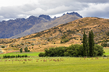 新西兰南部的风景图案森林国家天空植物群旅游场地情绪植物蓝色树木图片