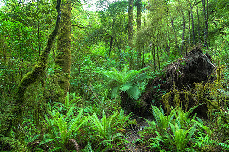 新西兰  森林  组织植被植物旅行植物群热带树木衬套远足旅游蕨类图片