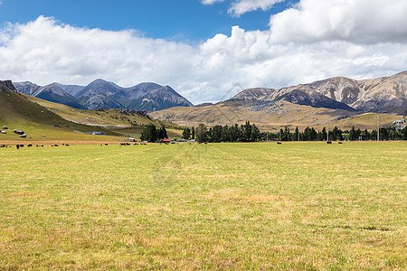 新西兰南部的风景图案动物蓝色情绪公园树木旅游农业奶牛棕色森林图片